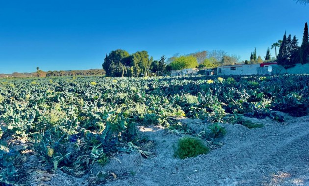 Sale - Finca / Country Property -
Guardamar del Segura