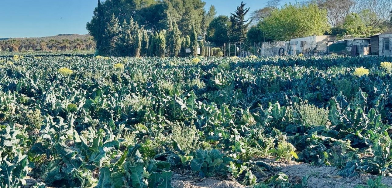 Sale - Finca / Country Property -
Guardamar del Segura