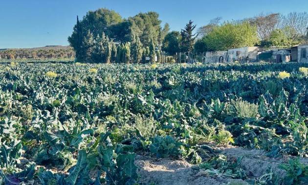 Sale - Finca / Country Property -
Guardamar del Segura
