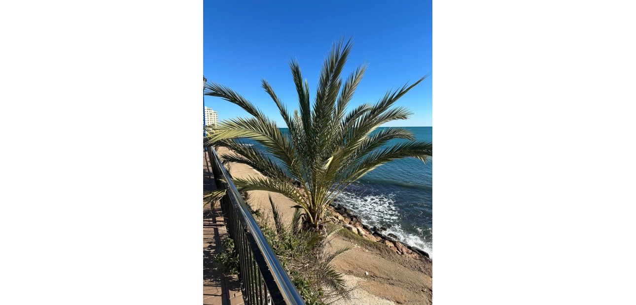 Venta - Apartamento / piso -
Orihuela Costa - Punta Prima